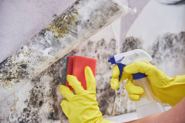 Why You Should Choose Our Mold Remediation Services in South Farmingdale, NY